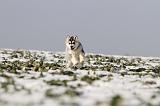 SIBERIAN HUSKY 239